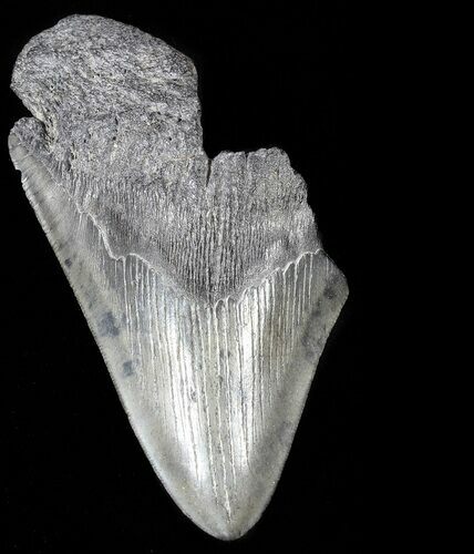 Partial, Serrated, Fossil Megalodon Tooth #52990